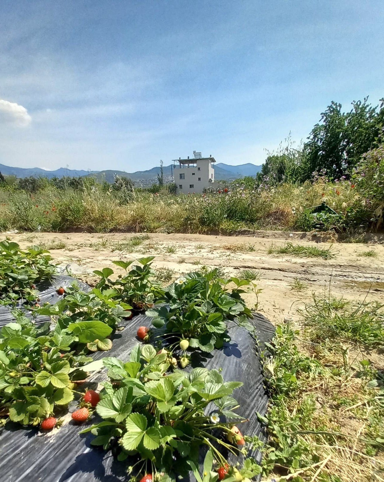Çilek tarlasının yanıbaşında villa